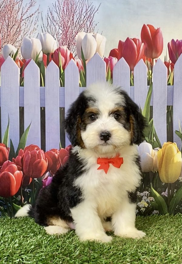 Photo of Mr. Wes the F1 Mini-Bernedoodle puppy