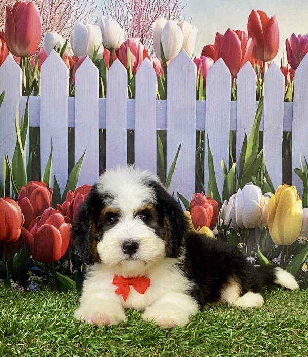 Photo of Mr. Wes the F1 Mini-Bernedoodle puppy