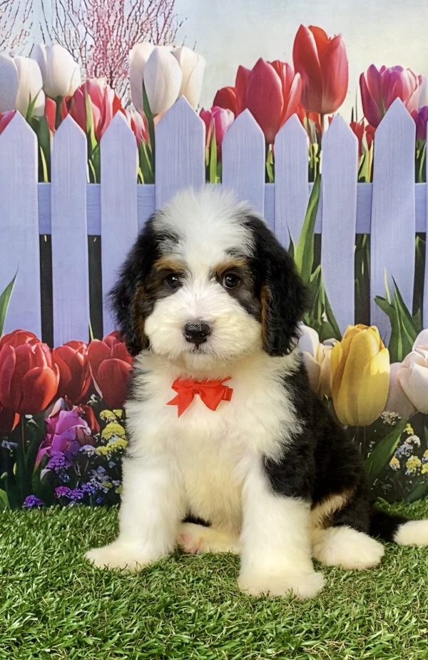 Photo of Mr. Wes the F1 Mini-Bernedoodle puppy