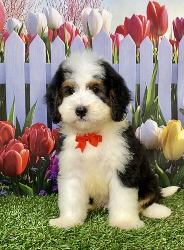 Photo of Mr. Wes the F1 Mini-Bernedoodle puppy