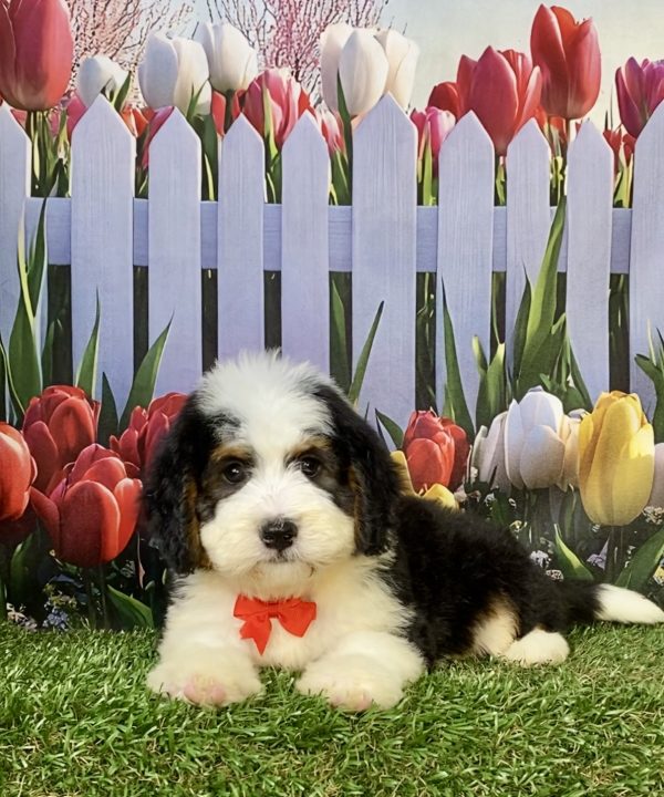 Photo of Mr. Wes the F1 Mini-Bernedoodle puppy