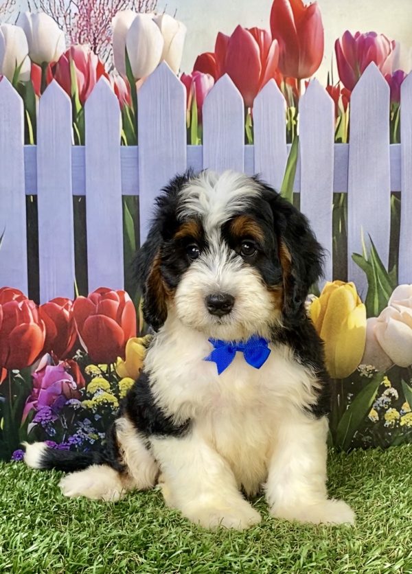 Mr. Wyatt the F1 Mini-Bernedoodle puppy