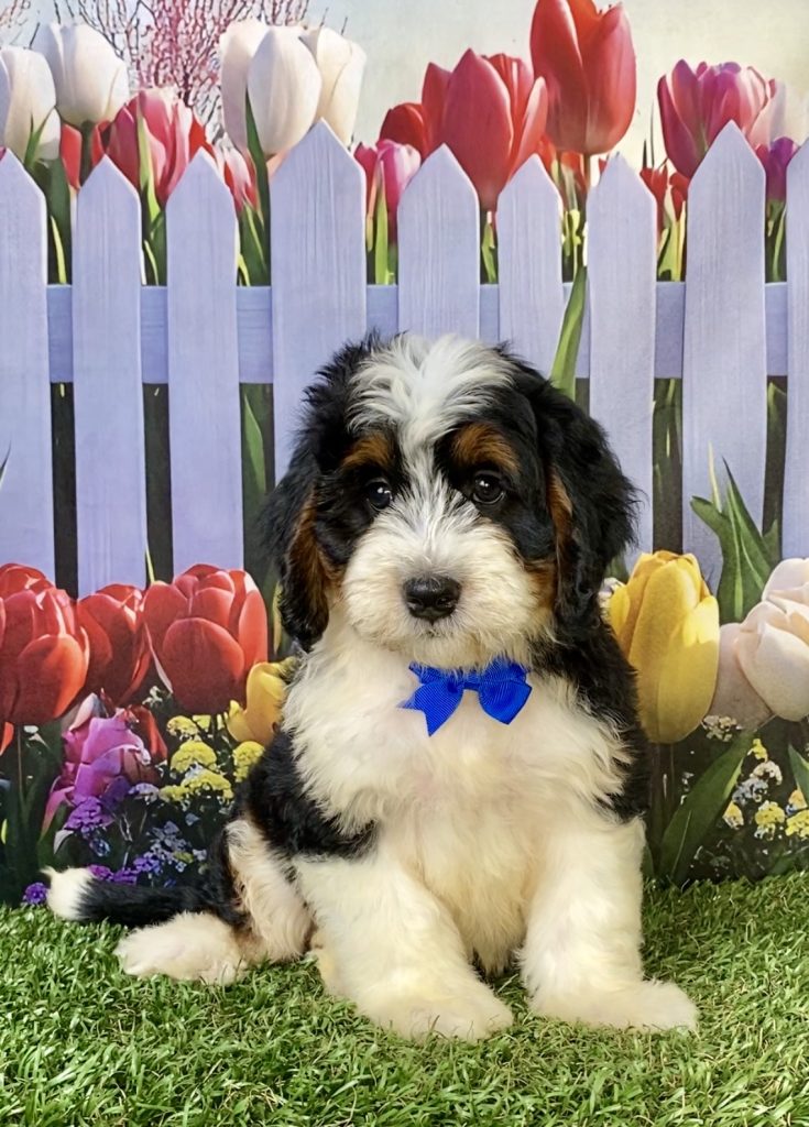 Photo of Mr. Wyatt the F1 Mini-Bernedoodle puppy
