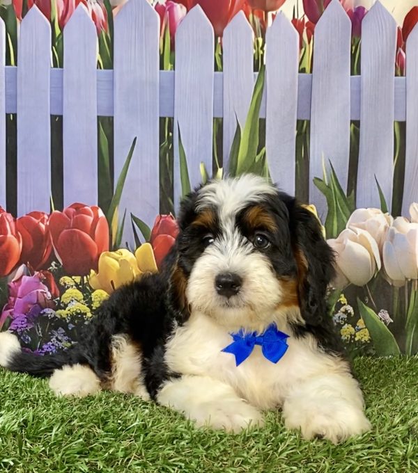 Photo of Mr. Wyatt the F1 Mini-Bernedoodle puppy
