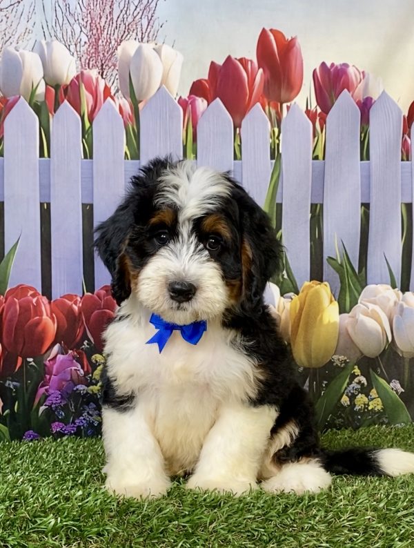 Photo of Mr. Wyatt the F1 Mini-Bernedoodle puppy