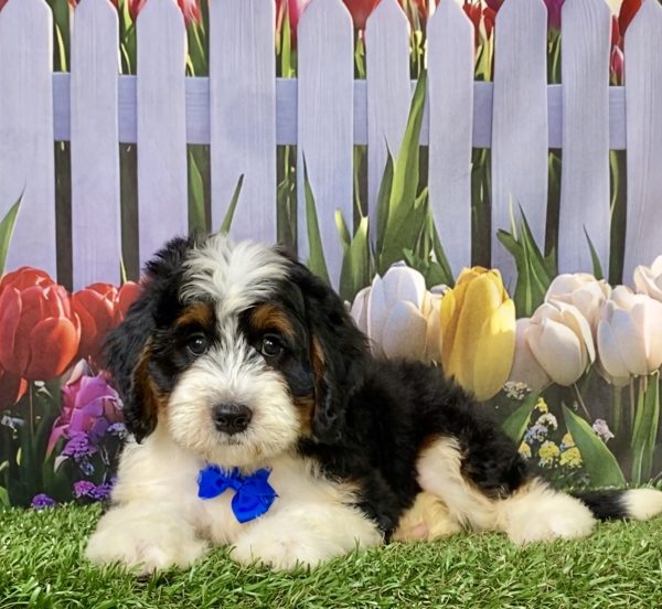 Photo of Mr. Wyatt the F1 Mini-Bernedoodle puppy