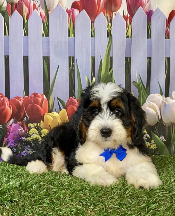 Photo of Mr. Wyatt the F1 Mini-Bernedoodle puppy