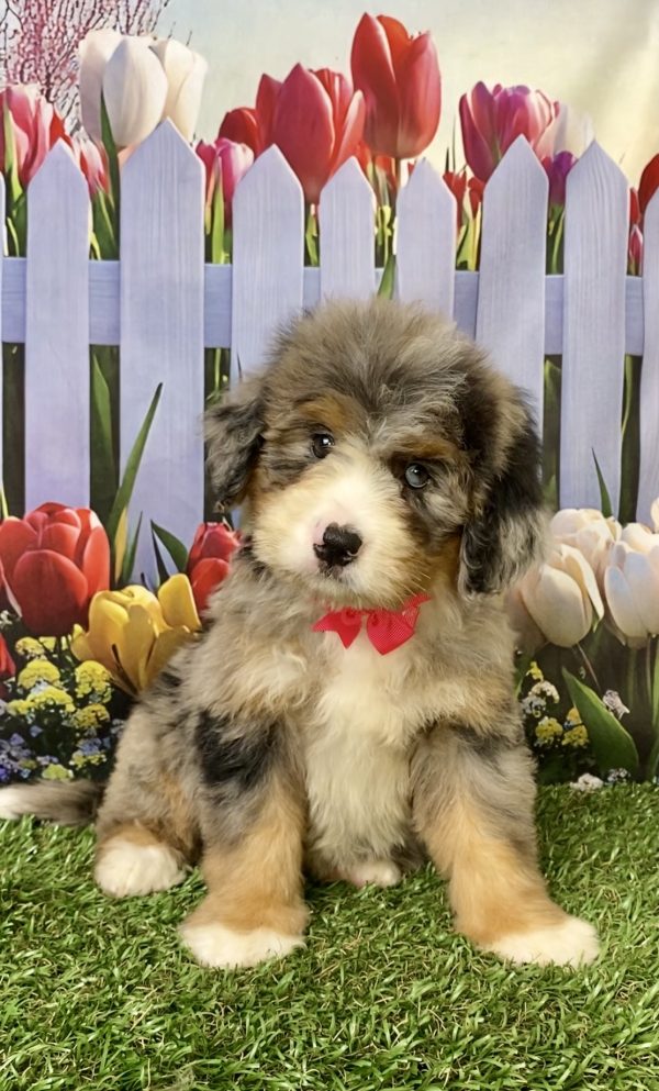 Ms. Kate the Mini-Bernedoodle puppy