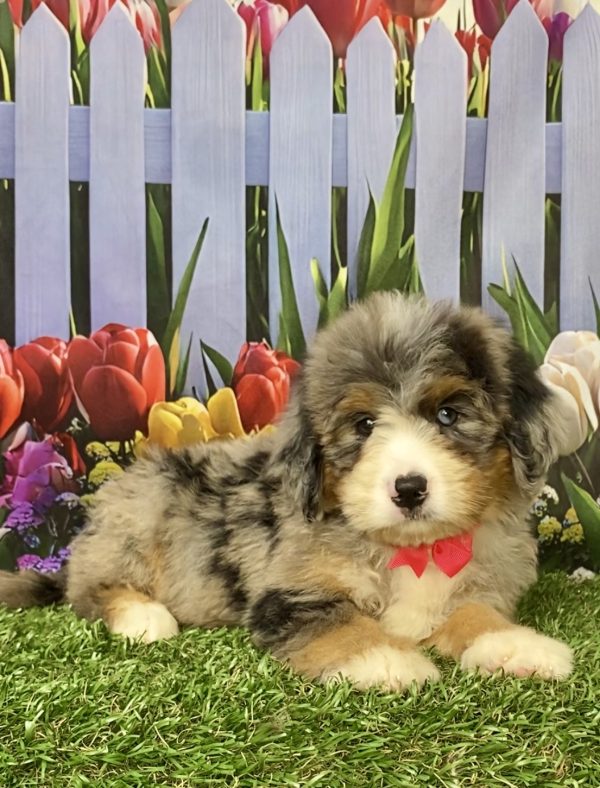 Photo of Ms. Kate the Mini-Bernedoodle puppy