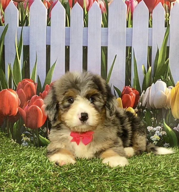 Photo of Ms. Kate the Mini-Bernedoodle puppy