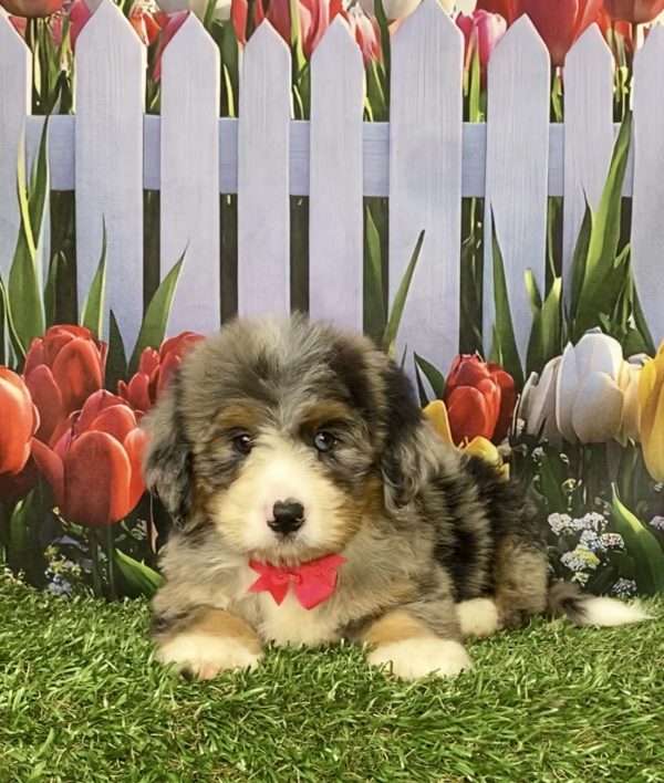 Photo of Ms. Kate the Mini-Bernedoodle puppy