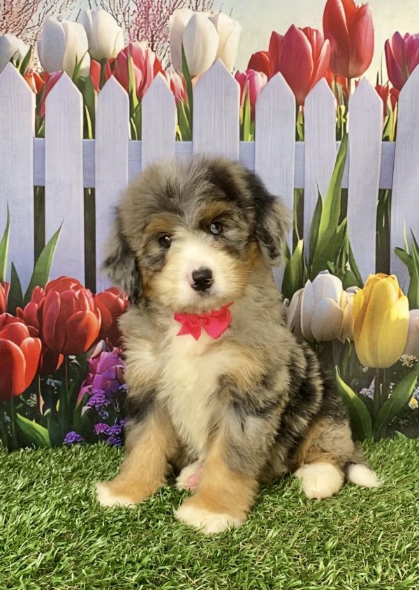 Photo of Ms. Kate the Mini-Bernedoodle puppy