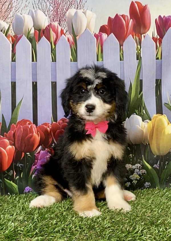 Photo of Ms. Kathy the Mini-Bernedoodle puppy