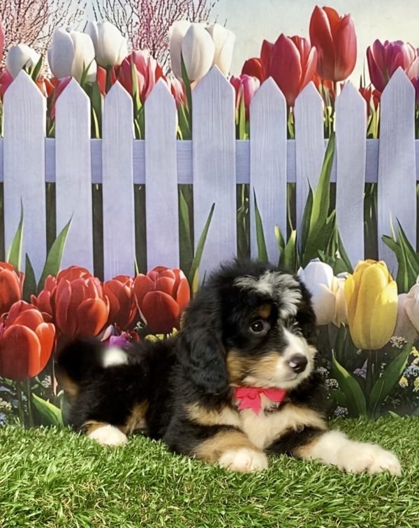Photo of Ms. Kathy the Mini-Bernedoodle puppy