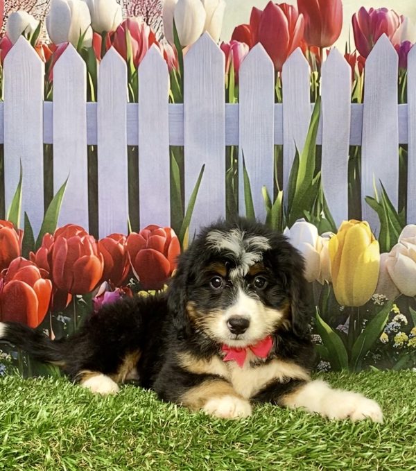 Photo of Ms. Kathy the Mini-Bernedoodle puppy