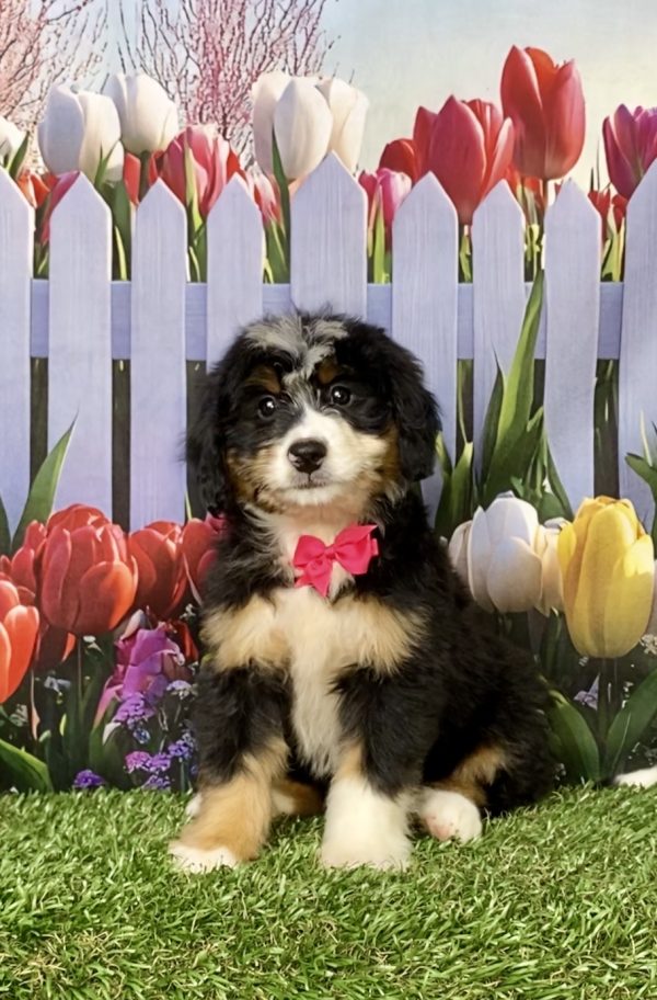 Ms. Kathy the Mini-Bernedoodle puppy