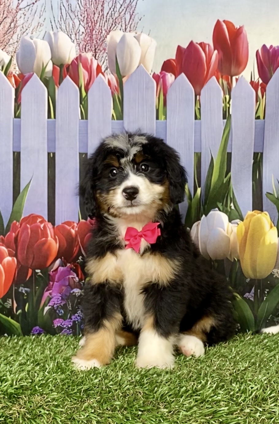 Photo of Ms. Kathy the Mini-Bernedoodle puppy