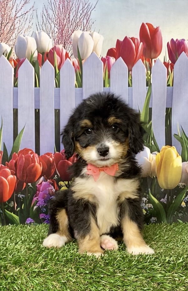 Ms. Kimberly the Mini-Bernedoodle puppy