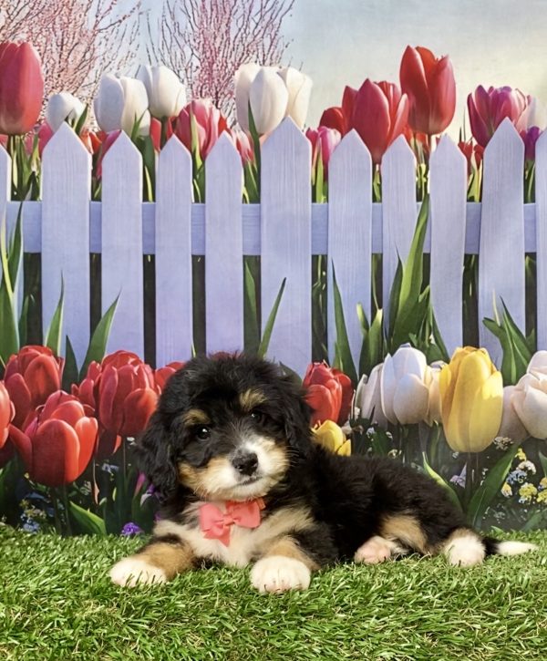 Photo of Ms. Kimberly the Mini-Bernedoodle puppy