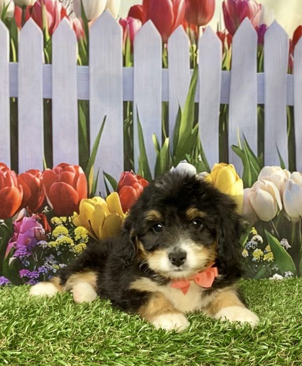 Photo of Ms. Kimberly the Mini-Bernedoodle puppy