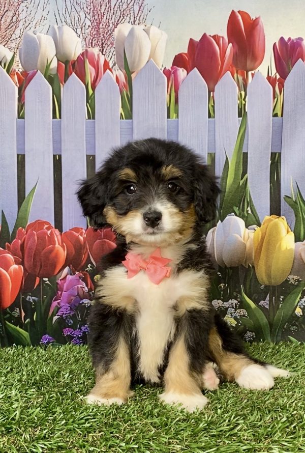 Photo of Ms. Kimberly the Mini-Bernedoodle puppy