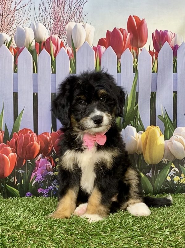 Photo of Ms. Kiwi the Mini-Bernedoodle puppy
