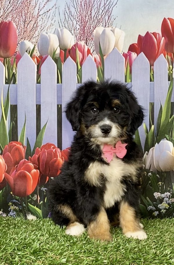 Photo of Ms. Kiwi the Mini-Bernedoodle puppy