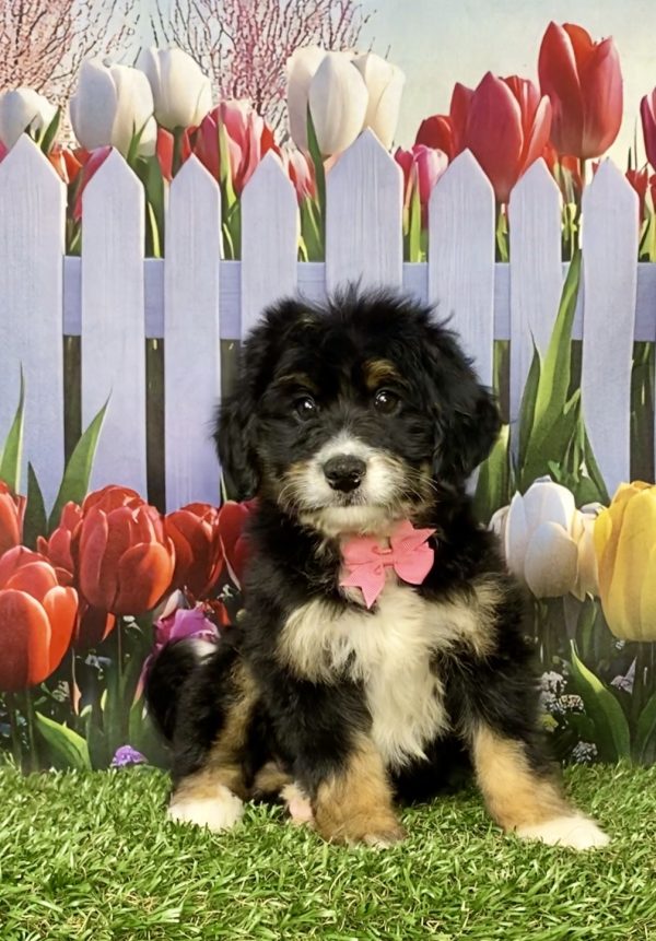 Ms. Kiwi the Mini-Bernedoodle puppy