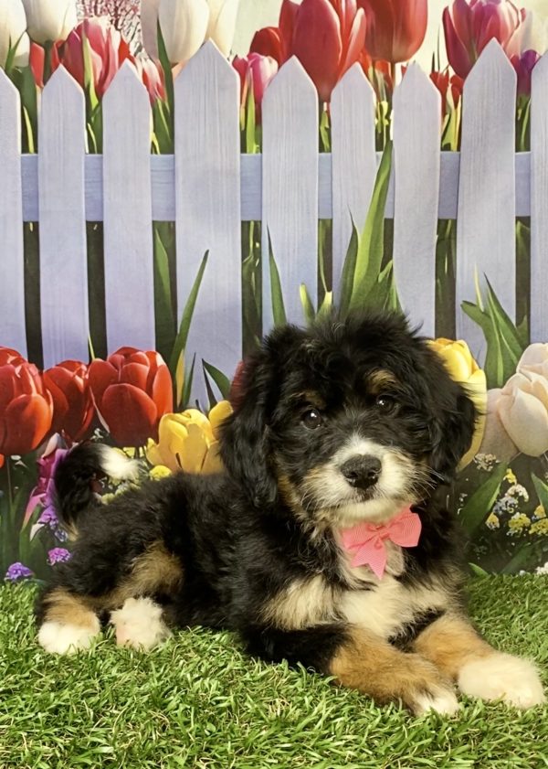 Photo of Ms. Kiwi the Mini-Bernedoodle puppy