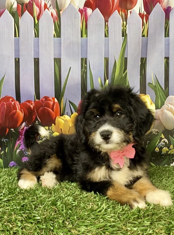Photo of Ms. Kiwi the Mini-Bernedoodle puppy