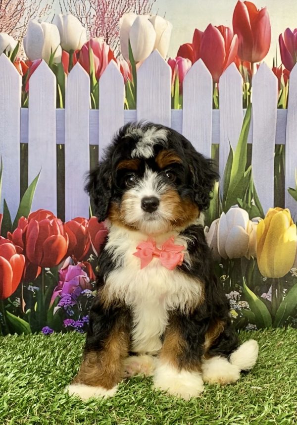 Ms. Lady the Mini-Bernedoodle puppy