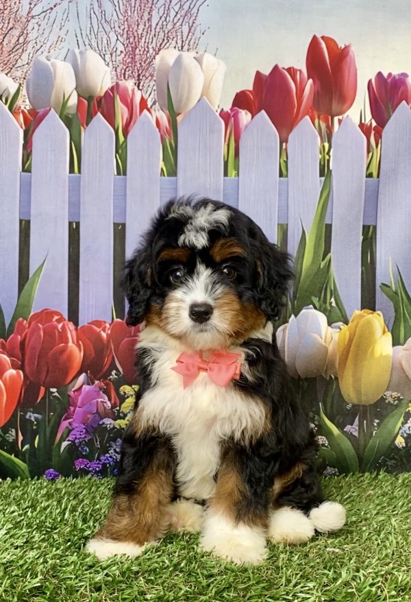 Photo of Ms. Lady the Mini-Bernedoodle puppy