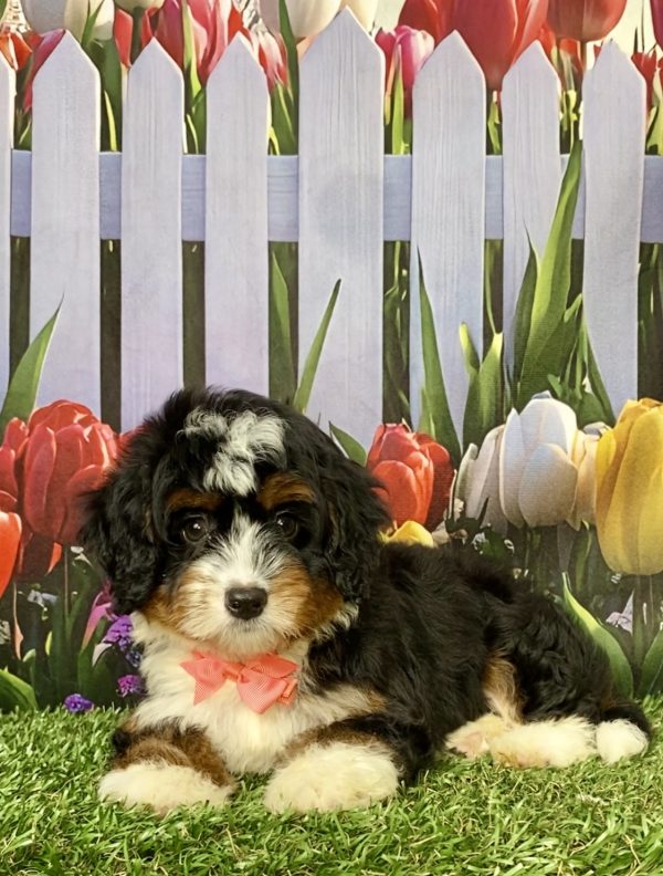 Photo of Ms. Lady the Mini-Bernedoodle puppy