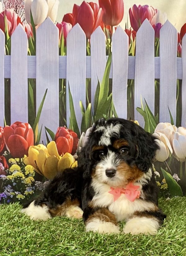Photo of Ms. Lady the Mini-Bernedoodle puppy