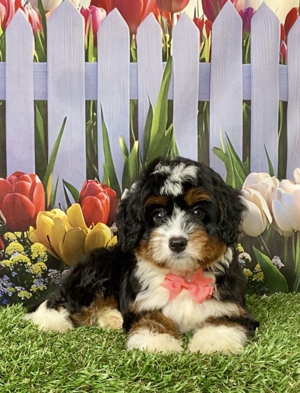 Photo of Ms. Lady the Mini-Bernedoodle puppy