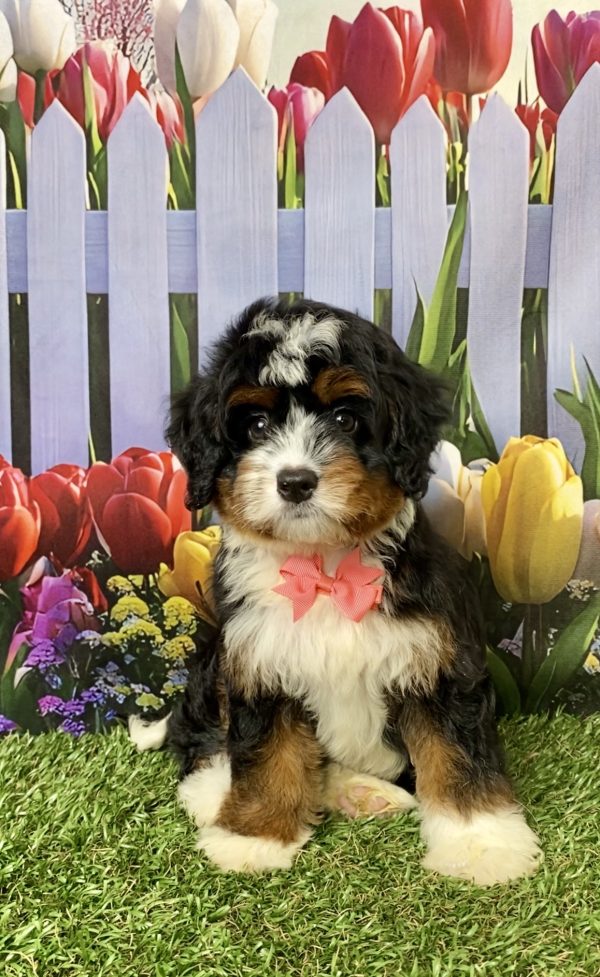Photo of Ms. Lady the Mini-Bernedoodle puppy