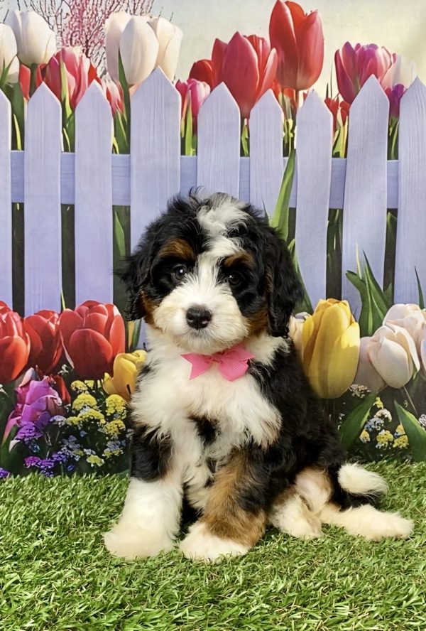 Ms. Lela the Mini-Bernedoodle puppy
