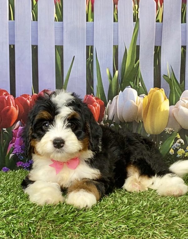 Photo of Ms. Lela the Mini-Bernedoodle puppy
