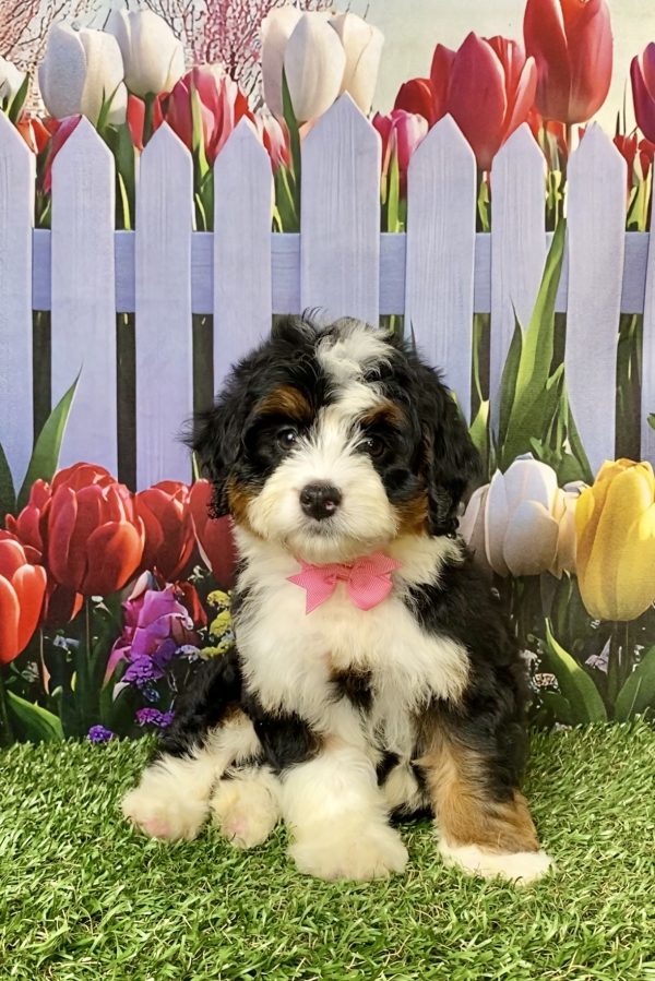 Photo of Ms. Lela the Mini-Bernedoodle puppy