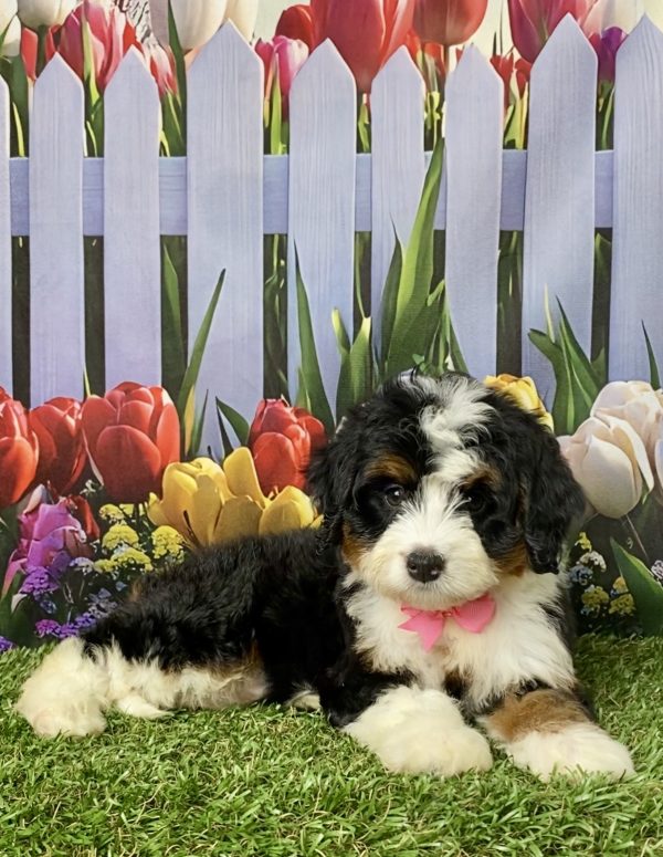Photo of Ms. Lela the Mini-Bernedoodle puppy