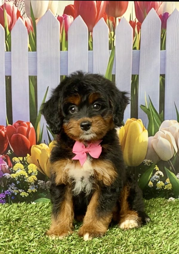Ms. Lily the Mini-Bernedoodle puppy