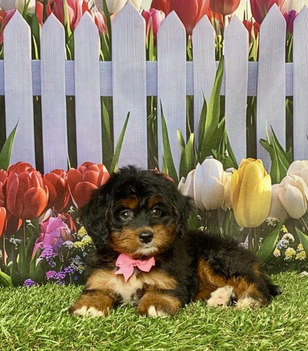 Photo of Ms. Lily the Mini-Bernedoodle puppy