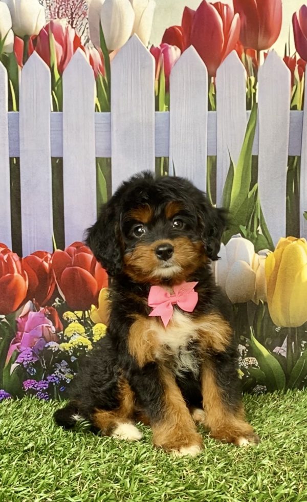 Photo of Ms. Lily the Mini-Bernedoodle puppy