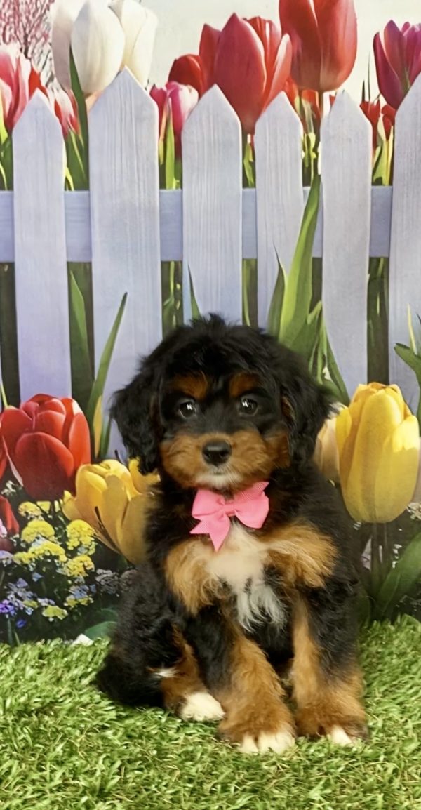 Photo of Ms. Lily the Mini-Bernedoodle puppy