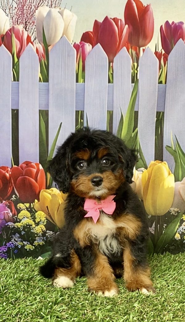 Photo of Ms. Lily the Mini-Bernedoodle puppy