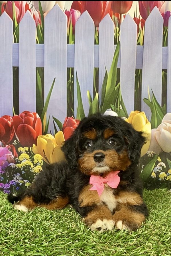 Photo of Ms. Lily the Mini-Bernedoodle puppy