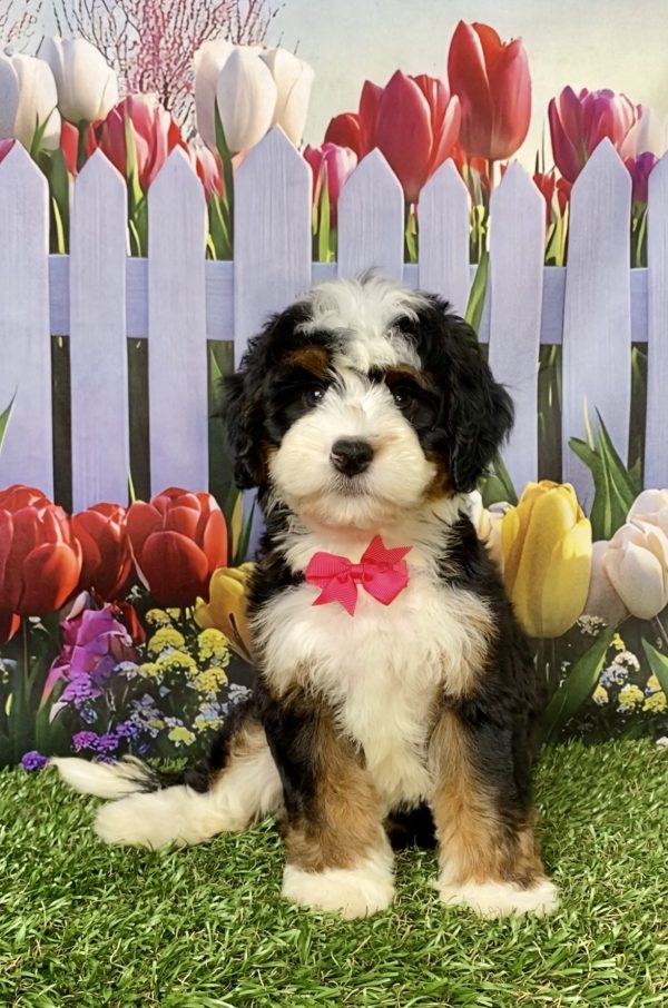 Ms. Lollipop the Mini-Bernedoodle puppy