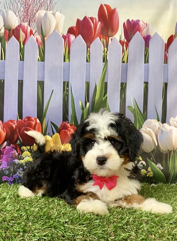 Photo of Ms. Lollipop the Mini-Bernedoodle puppy