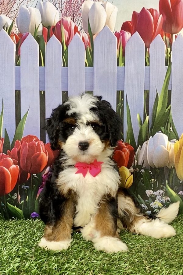 Photo of Ms. Lollipop the Mini-Bernedoodle puppy