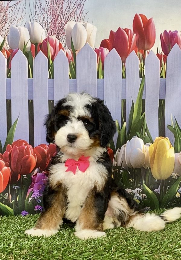 Photo of Ms. Lollipop the Mini-Bernedoodle puppy